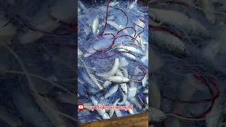 cg fishing fish firstvlogmekyabole cg [upl. by Asle508]