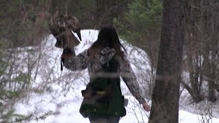 Falconry with a Redtailed Hawk Konas First Free Flight [upl. by Orhtej]