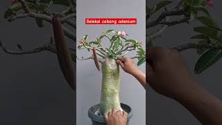 long caudex style adeniumbonsai 081915543443 bonsai [upl. by Lenhard]