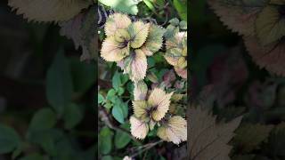 Coleus Plant shorts [upl. by Suiraj]