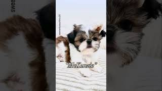 “McKenzie” Shih tzu puppy shihtzumania shihtzu shihtzucuteness pets shihtzupuppies [upl. by Enajiram972]