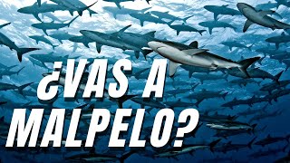 No Vayas A Malpelo Sin Ver Este video 4K  Dont Go To Malpelo Without Watching This Video [upl. by Mazur]