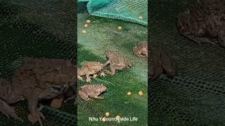 Frog feeding dailylife food [upl. by Eelsha568]