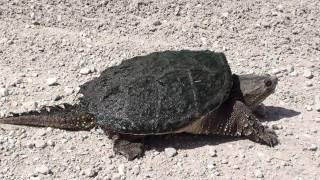 Snapping Turtle Chelydridae Chelydra serpentina on Road [upl. by Milo]