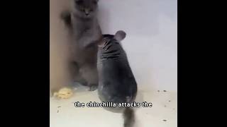 The Epic Showdown Chinchilla vs Cat ChinchillaVsCat EpicShowdown FunnyPets CuteAnimals [upl. by Nivan]