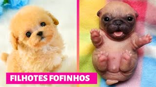 CACHORROS FOFOS ❤ Filhotes Fofos ❤ Cute Puppies Doing Funny [upl. by Ynnohj]