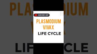 PLASMODIUM VIVAX LIFE CYCLE [upl. by Burnett]