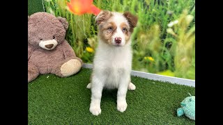 🐶 Australische herdershond 🐶 teefje 🐶 PUP ID 010408866 🐶 [upl. by Truk]