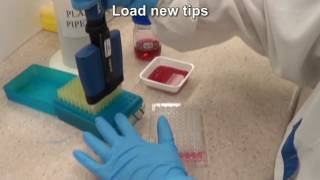 Serial dilutions using a multichannel pipette [upl. by Odlaumor435]