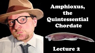 Lecture 2 Amphioxus the Quintessential Chordate [upl. by Grani128]