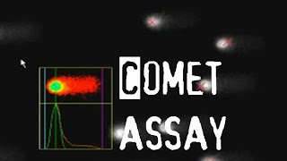 Comet assay  apoptosis assay [upl. by Naga]