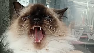 Cat hissing compilation 11 [upl. by Akinod]