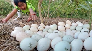 Top amazing  a fisherwoman pick a lots of duck eggs in the plantation near the village [upl. by Jareb]