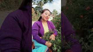 Jodi suga narisauna nabola jharkera trending nepalisongs nanuthapa002 [upl. by Inanuah35]