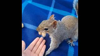 Squirrels are always welcome on my picnic rug  صديقة السناجب squirrelfriend squirrelmania cute [upl. by Hekking913]