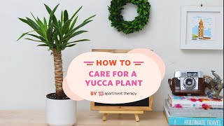 How To Care For A Yucca Plant  Apartment Therapy [upl. by Milford]