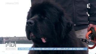 ANIMAUX amp NATURE  À Fécamp le TerreNeuve est le meilleur ami du marin [upl. by Eusadnilem]