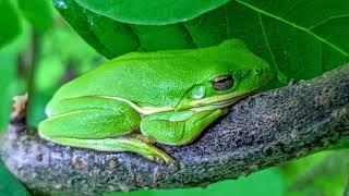 North American Green Tree Frog Call [upl. by Rekoob191]