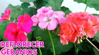 geranios reflorecer en invierno preparar flores CHUYITO JARDINERO [upl. by Gristede]