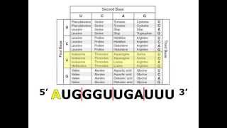 Translating mRNA with a Codon Chart [upl. by Barrington550]