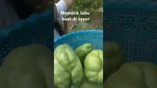 Petik labu siamtanamsendiri bertani labusiambertaniorganic [upl. by Yrtnej]