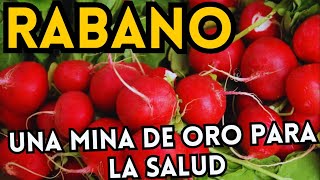 Beneficios del rábano  15 propiedades y beneficios del rábano como se come y contraindicaciones [upl. by Ydennek]