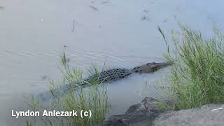 Viewing Crocodiles at Cahill’s Crossing [upl. by Tadio]