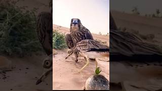 Peregrine Falcon Caught Alive Bird with Sharp Nails amazing shorts [upl. by Aneema]