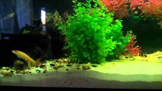 artificial aquascapingwmv [upl. by Katerine840]