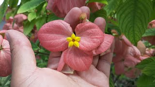 Cuidados de la Mussaenda  Flor de Cera  Lámpara de Buda  Mussaenda erythrophylla  Caraqueña [upl. by Ahsiri]