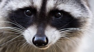 Raccoon attacks guests at Hersheypark 2 injured [upl. by Cadell]