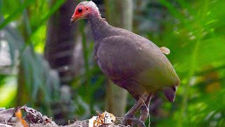 Nicobar megapode Megapodius nicobariensis [upl. by Nat]