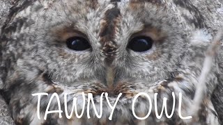 Tawny Owl Call Three different calls [upl. by Kiryt]