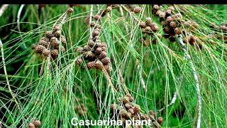 Casuarina plant [upl. by Makell]