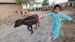 Buffalo calf care  Village dairy farms  Chacha Bhatija [upl. by Eedissac]