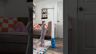 KID or CAT toy🤔🐘 shorts pets cats sphynx games [upl. by Aikemal]