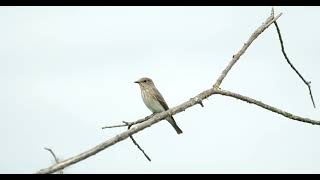 Grauschnäpper spotted flycatcher muscicapa striata birds [upl. by Chrisy269]