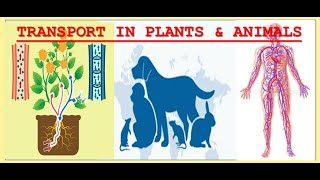 Unit 5 full review Transport in plants amp Animals [upl. by Yrhcaz]