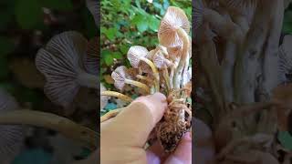 Grmača Armillaria tabescens u Dotrščini [upl. by Wardle712]