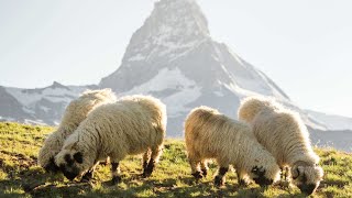 Valais Blacknose sheep in Zermatt  Valais Switzerland [upl. by Fante473]