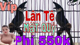 0310 Thanh Lý bổi tố chất  550k  bộ siêu mẫu  thái độ găm đấu  ae mua bán lh e Hà 0343962933 [upl. by Paz]