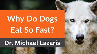 Dr Lazaris Reveals Why Do Dogs Eat So Fast [upl. by Noiek]