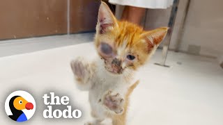 Guy Spends His Whole Vacation With A Stray Kitten  The Dodo [upl. by Toombs]