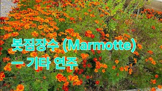 봇짐장수 Marmotte  베토벤 곡 기타 연주 BingoBravo [upl. by Raseac]