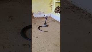 esi muskil Sir pe padi hai shortvideo kingcobra snake kingsnake ytstudio [upl. by Revart]