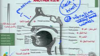 الصوتيات والنظام الصوتي1Phonetics amp Phonology [upl. by Lilhak]