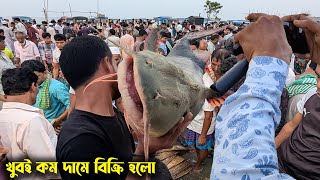 খুবই কম দামে বিক্রি হলো পদ্মার বিশাল আকৃতির বাঘাইর মাছ দেখুন  biggest fishmarket in padma river [upl. by Ayram]