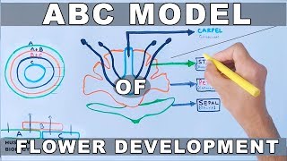 ABC Model of Flower Development [upl. by Maidie37]