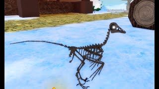 FEATHER FAMILY SKELETON SHOWCASE FEATHER FAMILY BIRDS SHOWCASE AND CUSTOMIZATION [upl. by Lydie]