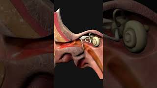 Ear Canal ear biology medical anatomy [upl. by Noiro]